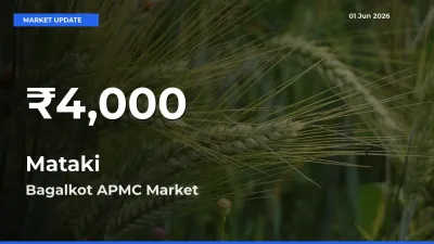 Mataki Mandi Rate Today: 30-Day Low Recorded in Bagalkot APMC