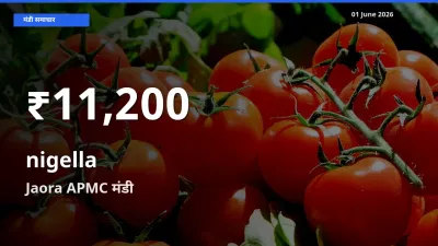 बाज़ार संकेत: कलौंजी के भाव Jaora APMC में 30 दिन के निचले स्तर पर