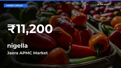 nigella Falls to ₹11,200 in Jaora APMC – 30-Day Lowest Rate