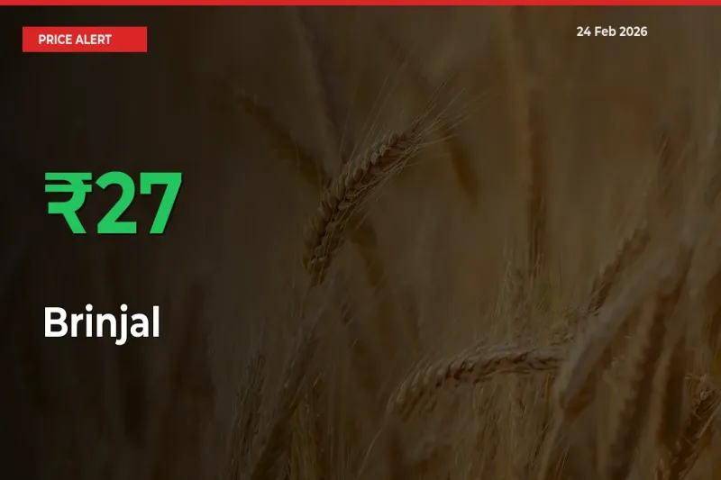Brinjal Mandi Rate Today: Prices Jump 26.88% at Market