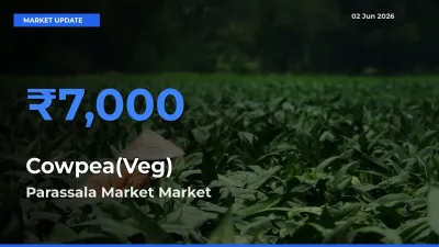 Cowpea(Veg) Mandi Rate Today: Parassala Market Tops the List