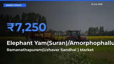 Market Watch: Ramanathapuram(Uzhavar Sandhai ) Becomes Top Mandi for Elephant Yam(Suran)/Amorphophallus