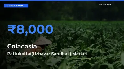 Market Watch: Pattukottai(Uzhavar Sandhai ) Becomes Top Mandi for Colacasia
