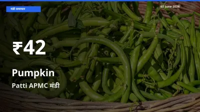 कद्दू के दाम 30 दिनों के सबसे निचले स्तर पर, Patti APMC
