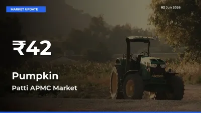 Farmers Concerned as Pumpkin Hits 30-Day Low in Patti APMC