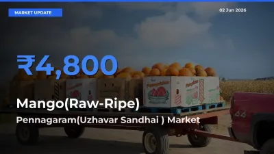 Pennagaram(Uzhavar Sandhai ) Offers ₹4,800 – Highest Mango(Raw-Ripe) Rate Today