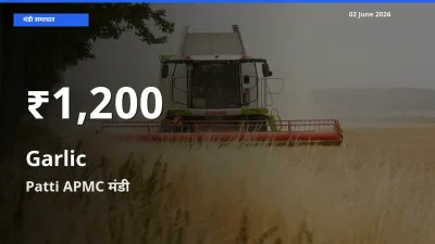लहसुन के दाम 30 दिनों के सबसे निचले स्तर पर, Patti APMC