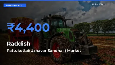 Market Watch: Pattukottai(Uzhavar Sandhai ) Becomes Top Mandi for Raddish