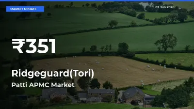 Sharp Fall! Ridgeguard(Tori) Prices Drop to 30-Day Low in Patti APMC