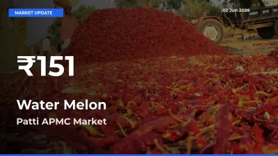 Why Water Melon Prices Slumped in Patti APMC – 30-Day Low Today