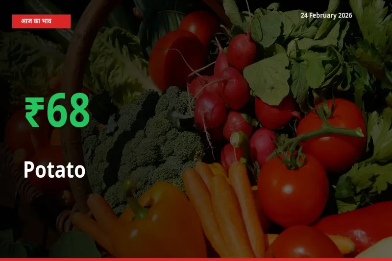 बाज़ार संकेत: Potato के भाव मंडी में 67.76% ऊपर