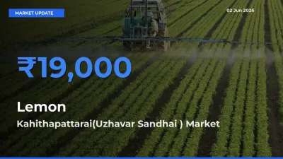 Lemon Mandi Rate Today: Kahithapattarai(Uzhavar Sandhai ) Tops the List