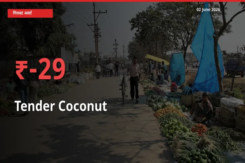 कच्चा नारियल के दाम प्रमुख मंडी में 29.25% गिरे, 24 घंटे में बड़ा बदलाव