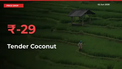 Sudden Shock! Tender Coconut Drops 29.25% in 24 Hours at Top Mandis