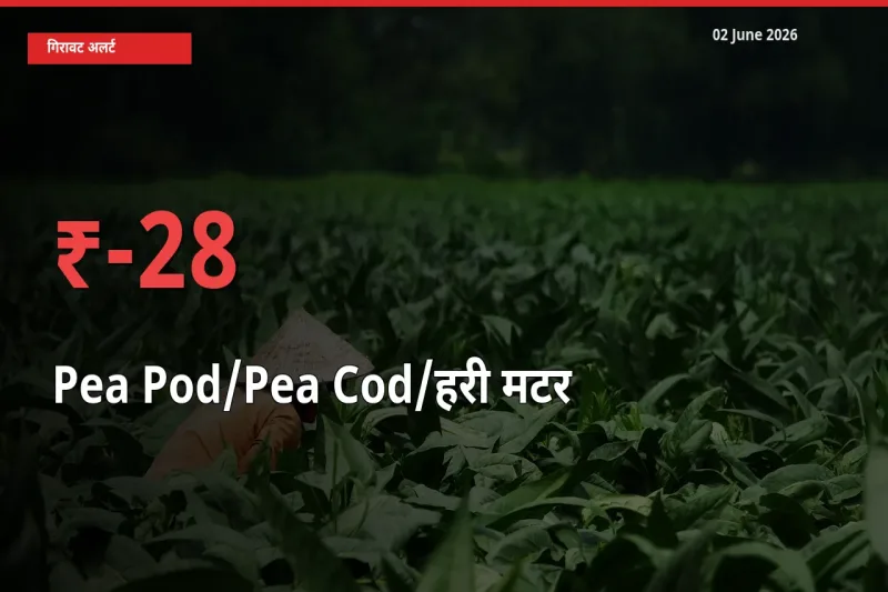 बाज़ार संकेत: मटर की फली के भाव मंडी में 27.52% नीचे