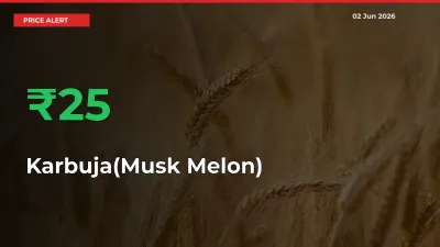 25.05% Spike in Karbuja(Musk Melon) Prices – Mandi Sees Sudden Rally