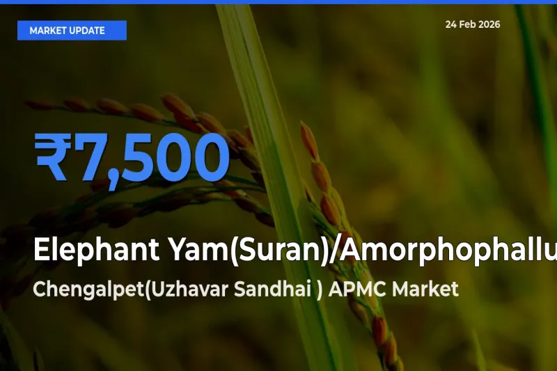 Market Watch: Chengalpet(Uzhavar Sandhai ) APMC Becomes Top Mandi for Elephant Yam(Suran)/Amorphophallus