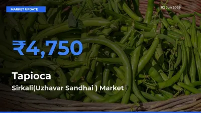 Sirkali(Uzhavar Sandhai ) Leads as Top Mandi for Tapioca Prices