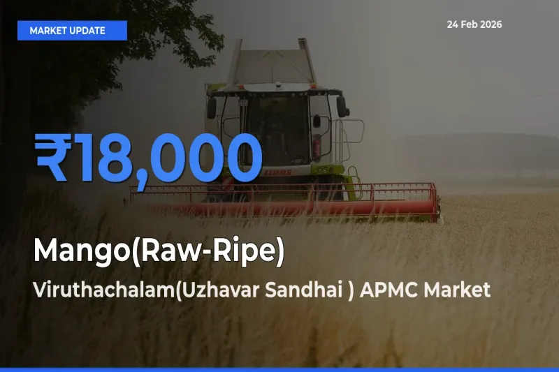 Viruthachalam(Uzhavar Sandhai ) APMC Tops Mango(Raw-Ripe) Mandi Rates Today