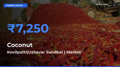 Kovilpatti(Uzhavar Sandhai ) Offers ₹7,250 – Highest Coconut Rate Today