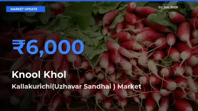 Farmers Prefer Kallakurichi(Uzhavar Sandhai ) as Knool Khol Hits Highest Rate