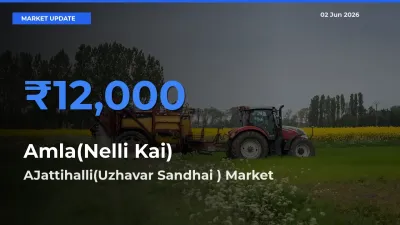AJattihalli(Uzhavar Sandhai ) Emerges as Top Mandi for Amla(Nelli Kai) Prices Today