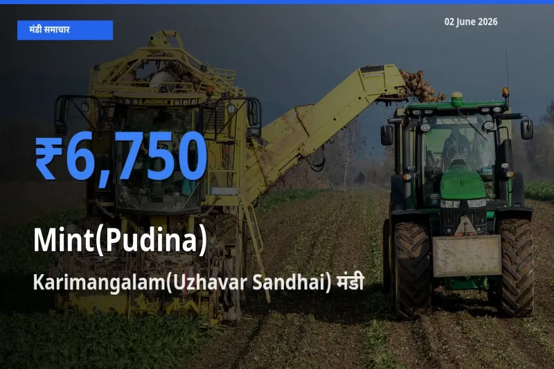 बाज़ार संकेत: Karimangalam(Uzhavar Sandhai) बना पुदीना के लिए आज की टॉप मंडी