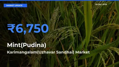 Farmers Prefer Karimangalam(Uzhavar Sandhai) as Mint(Pudina) Hits Highest Rate