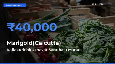 Kallakurichi(Uzhavar Sandhai ) Leads as Top Mandi for Marigold(Calcutta) Prices