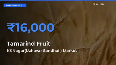 Farmers Prefer KKNagar(Uzhavar Sandhai ) as Tamarind Fruit Hits Highest Rate