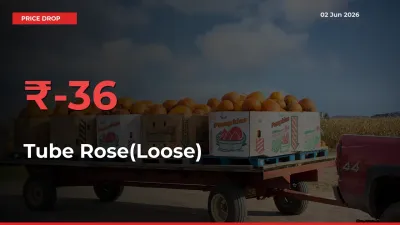 Tube Rose(Loose) Prices Drop 35.59% in 24 Hours at Major Mandis
