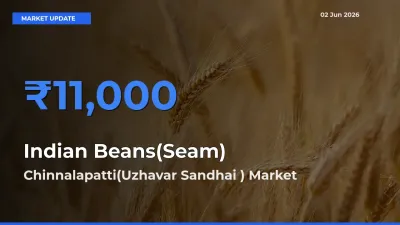 Chinnalapatti(Uzhavar Sandhai ) Tops Indian Beans(Seam) Mandi Rates Today