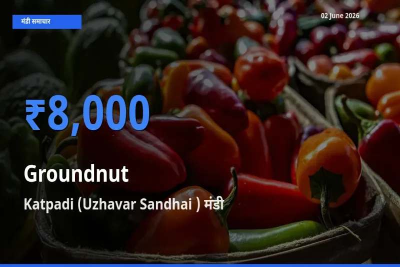 Katpadi (Uzhavar Sandhai ) मंडी में आज मूंगफली के सबसे ऊँचे दाम दर्ज
