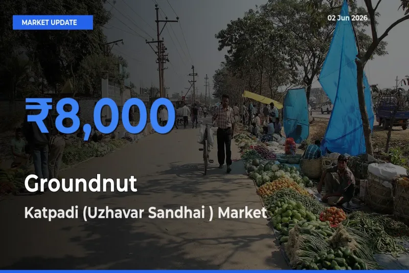Farmers Prefer Katpadi (Uzhavar Sandhai ) as Groundnut Hits Highest Rate