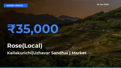 Top Performer! Kallakurichi(Uzhavar Sandhai ) Offers Best Rose(Local) Price Today