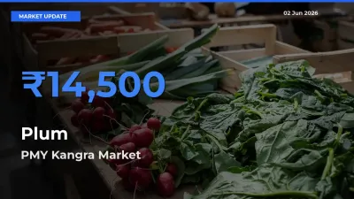PMY Kangra Tops Plum Rates – June 02 Market Update
