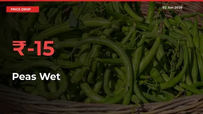 15.38% Drop in Peas Wet Prices – Mandi Sees Sudden Fall