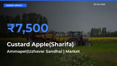 Ammapet(Uzhavar Sandhai ) Tops Custard Apple(Sharifa) Rates – June 02 Market Update