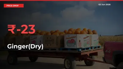 This Mandi Records 22.91% Fall in Ginger(Dry) Prices