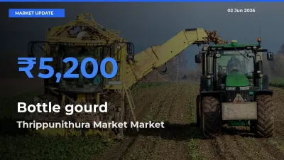 Thrippunithura Market Tops Bottle gourd Mandi Rates Today