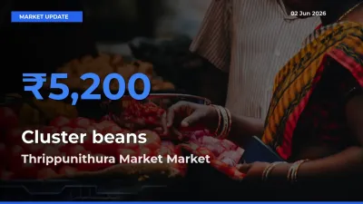 Thrippunithura Market Leads as Top Mandi for Cluster beans Prices