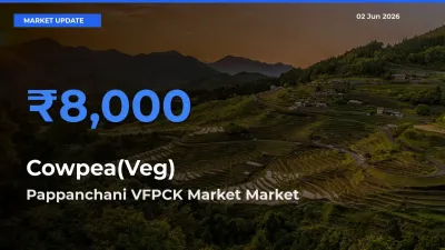 Pappanchani VFPCK Market Leads as Top Mandi for Cowpea(Veg) Prices