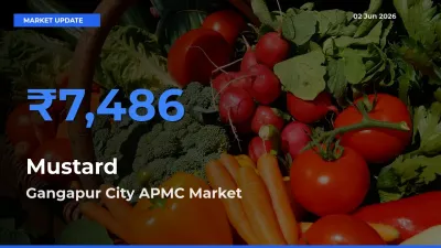 Market Watch: Gangapur City APMC Becomes Top Mandi for Mustard