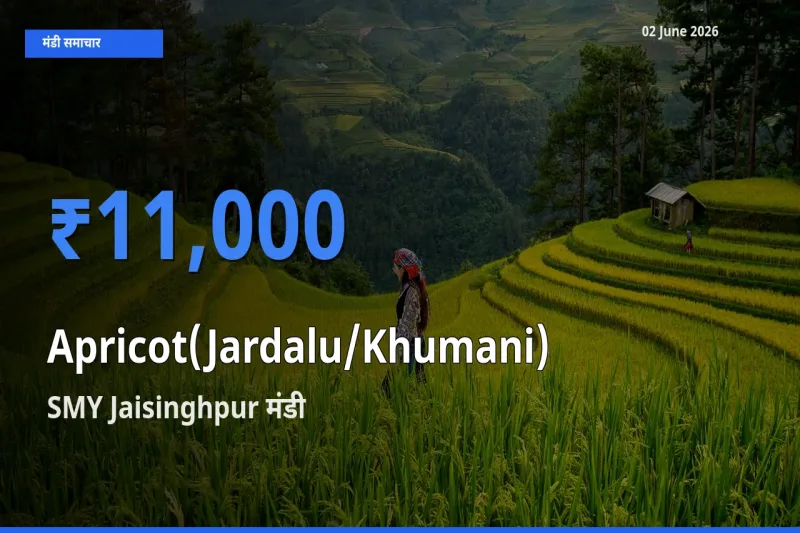 टॉप मंडी बना SMY Jaisinghpur! खुबानी के सबसे ऊँचे दाम यहीं दर्ज