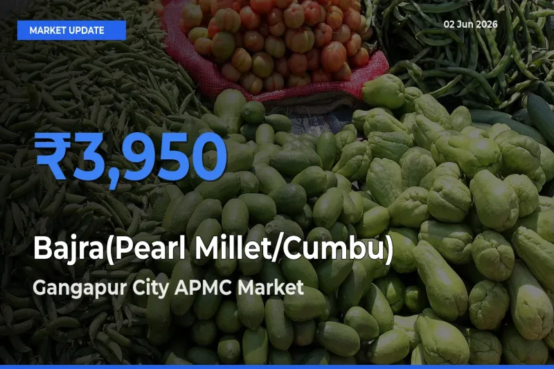 Farmers Prefer Gangapur City APMC as Bajra(Pearl Millet/Cumbu) Hits Highest Rate