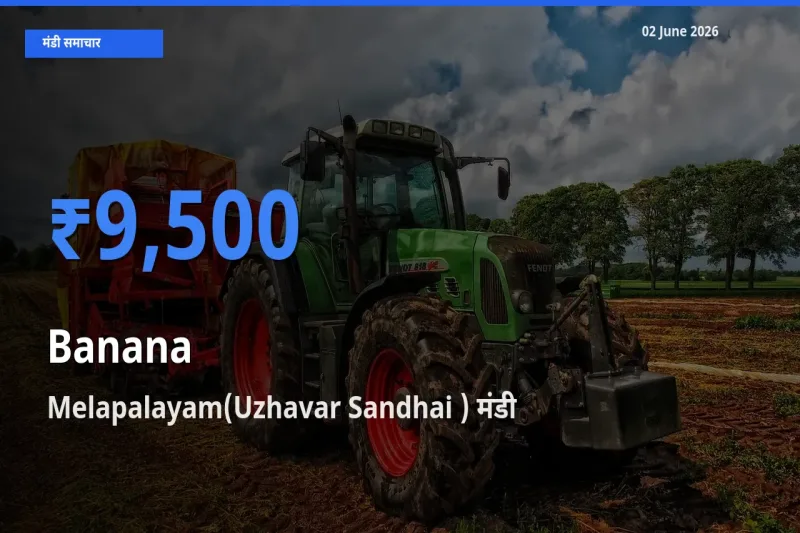 Melapalayam(Uzhavar Sandhai ) मंडी में केला ₹9,500 पर पहुँचा – आज का सर्वोच्च भाव