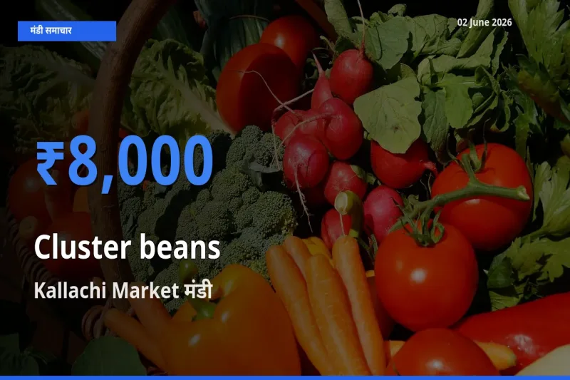 Kallachi Market में ग्वार फली का आज सबसे ऊँचा भाव