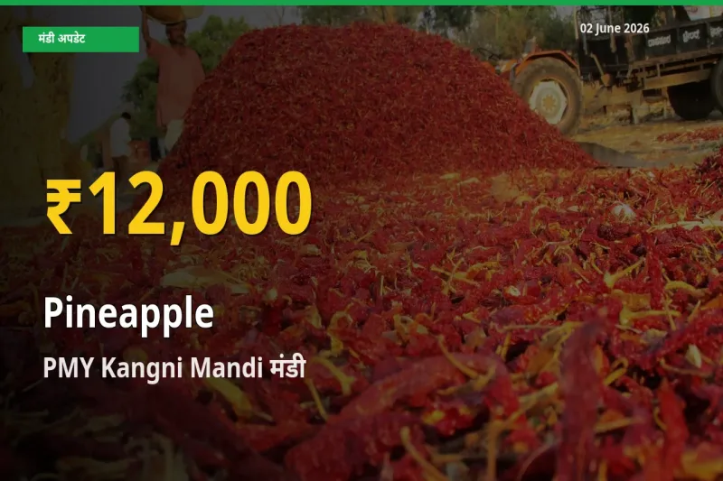 अनानास के दामों ने बनाया नया रिकॉर्ड, PMY Kangni Mandi में तेज़ी