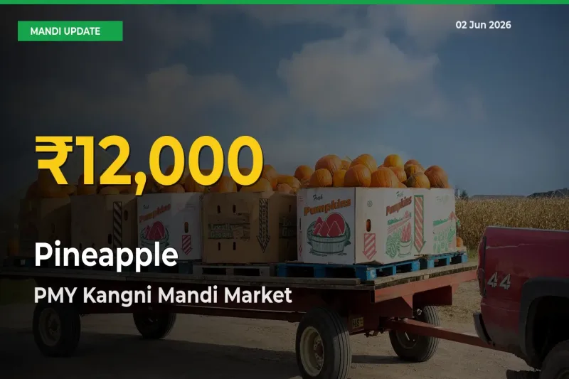 Why Pineapple Prices Are Climbing in PMY Kangni Mandi – Today’s New High Explained