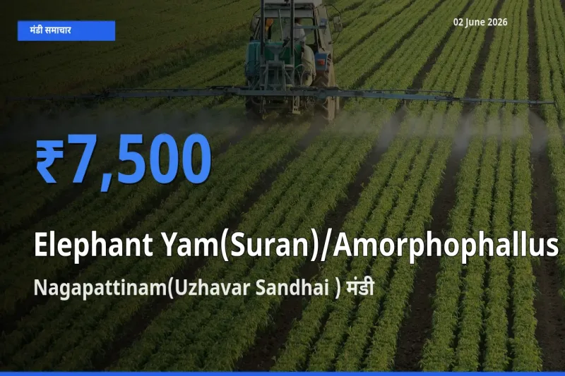 आज का मंडी भाव: जिमीकंद (सूरन) के सबसे ज़्यादा दाम Nagapattinam(Uzhavar Sandhai ) में